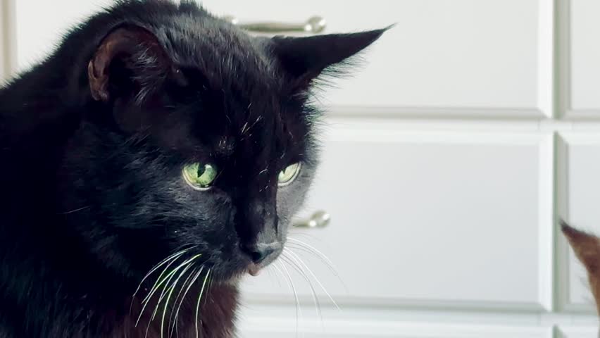 portrait of a black cat with bright green eyes yawning, hissing, or meowing against a light background. Focus on the expression, whiskers, and open mouth with small fangs. The scene suggests emotions like anger, surprise, or just a stretch.
