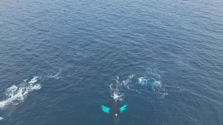 Three adult humpback whales swim side by side as one fin slaps, one surfaces to breathe, and another tail slaps the water, capturing raw power and natural social behaviour in the wild ocean.