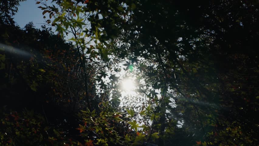 Sun shining through autumn tree leaves