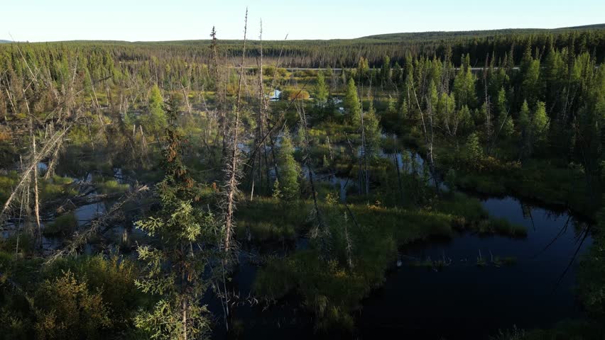 Aerial flight above untouched boreal forest with scattered water channels and muskeg in Canada. Early morning sunlight, blue sky, fallen and standing trees, distant road visible.