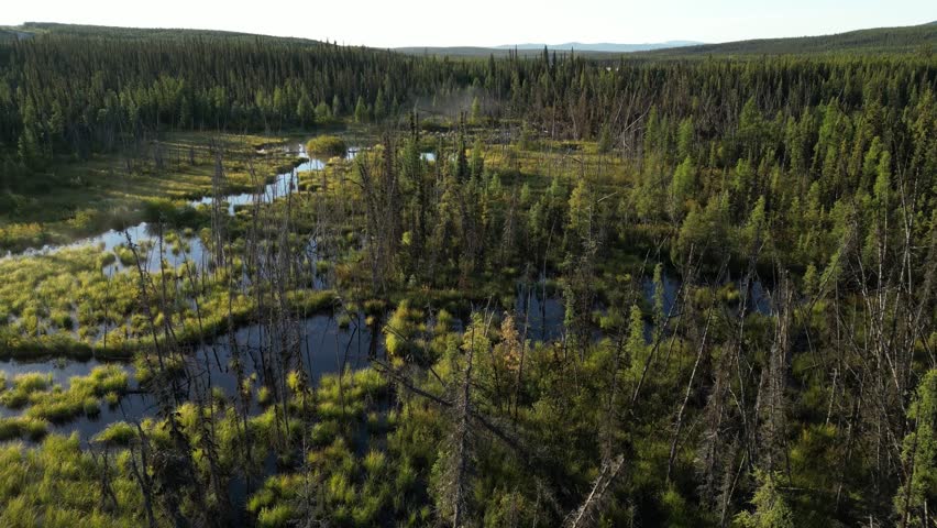Drone shot flying above pristine boreal woodland with muskeg and winding water channels in Canada during early morning light with blue sky and sunshine.