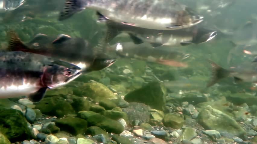 A large group of Pacific Salmon swims upstream. The fish navigate the rocky riverbed during their annual migration. It