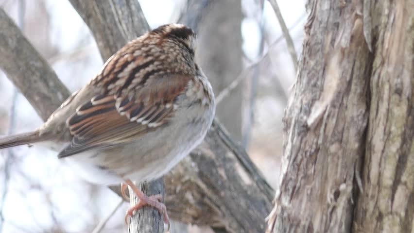 A closeup of a white-breasted sparrow on a winter