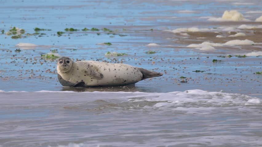 A seal lying on a sandy beach with seaweed and foam.