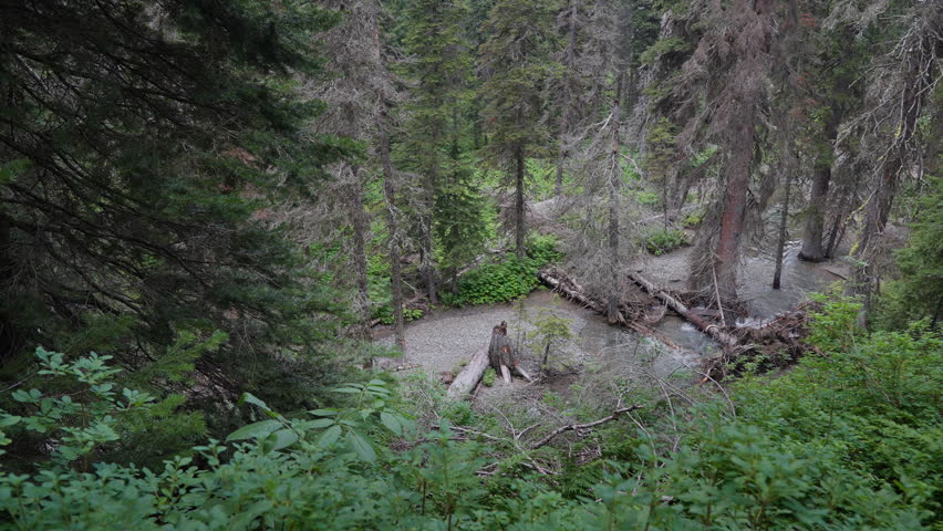 Serene Montana forest scene with lush greenery and natural creek flow