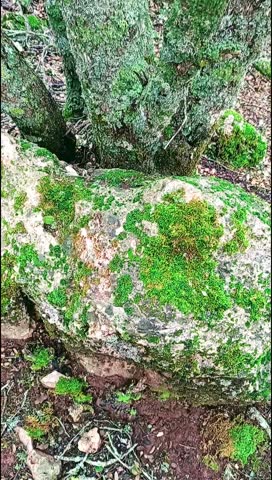 A beautiful view of rocks covered with grass
