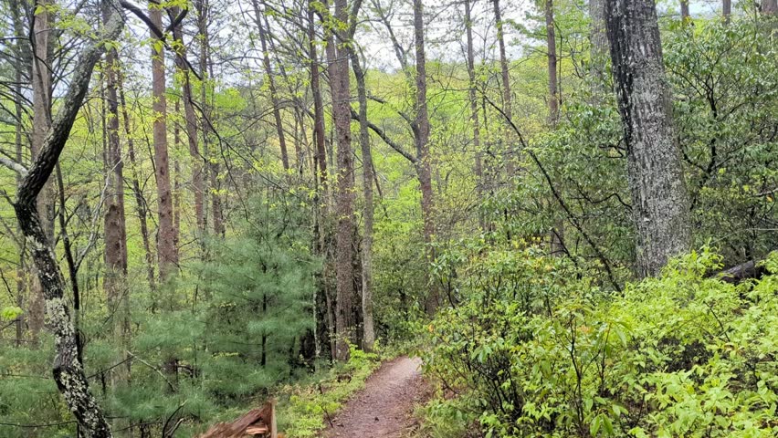 A beautiful rainy and wet spring day in the woods of Northeast of Atlanta in Northern Georgia in the  Chattahoochee-Oconee National Forest. 