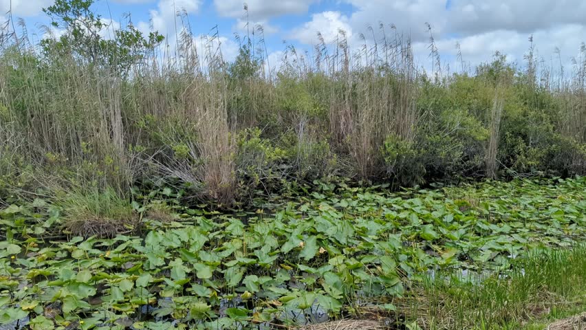 Looking at the edge of a wetland swamp area in the Everglades National Park in the spring. Camera movement on this video is side to side and hand held.  