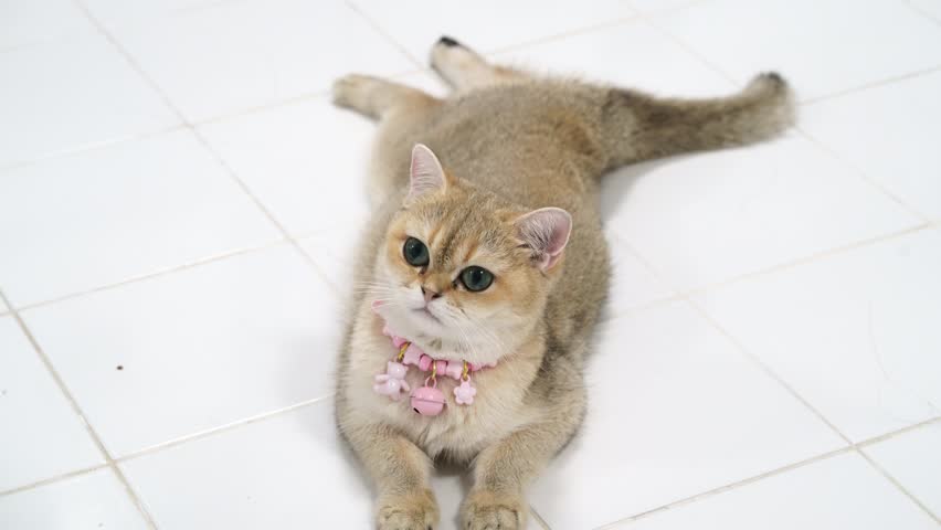 Fluffy and Playful Domestic Cat Lying on Tiled Floor with Cute Collar, Showcasing Adorable Charm and Expressive Blue Eyes in Relaxed Atmosphere
