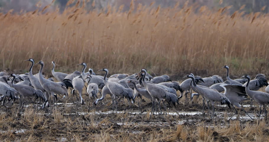 Flock of common cranes (Grus grus), feeding in the fields of the  the Camargue, France