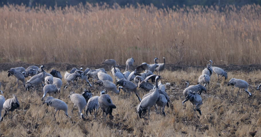 Flock of common cranes (Grus grus), feeding in the fields of the  the Camargue, France