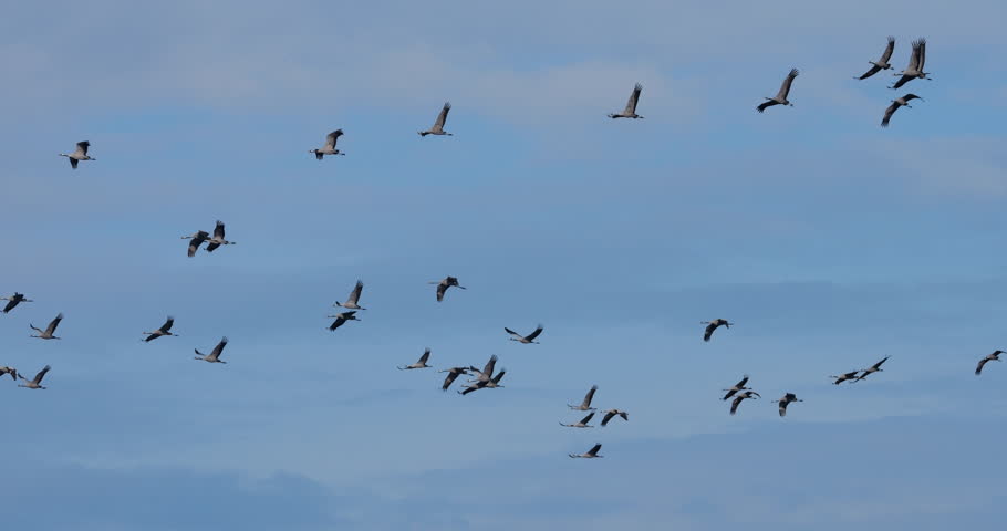 The brant or brent goose (Branta bernicla) during the winter season in Brittany, France.