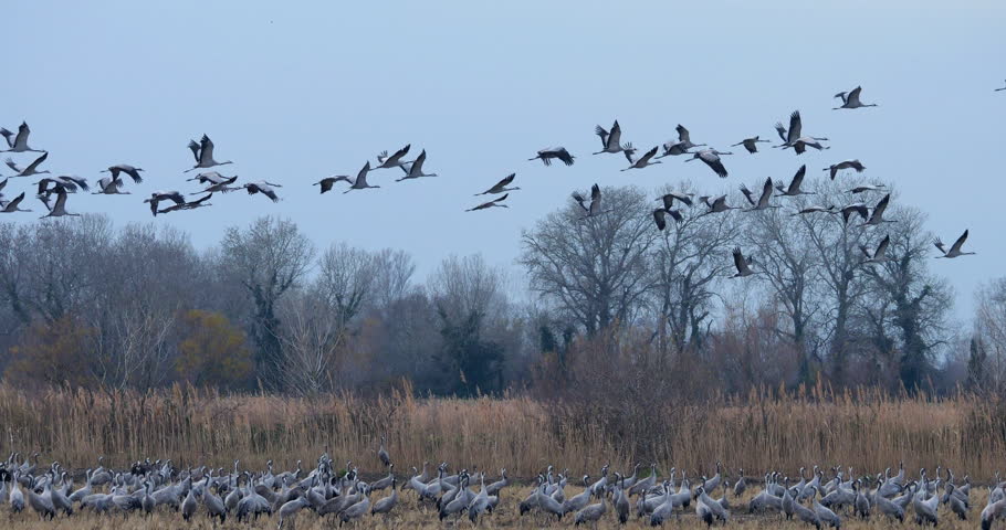 Flock of common cranes (Grus grus), feeding in the fields of the  the Camargue, France
