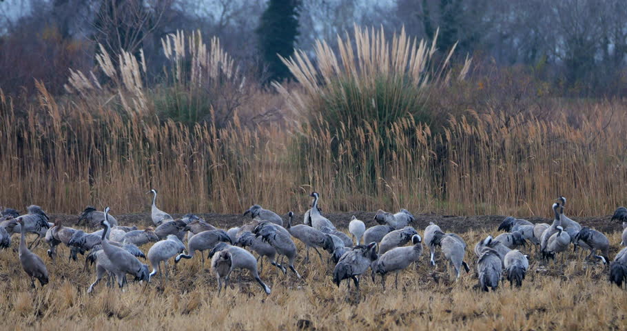Flock of common cranes (Grus grus), feeding in the fields of the  the Camargue, France