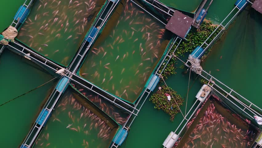Fish farm of Red tilapia swim on net aquaculture pisciculture, Aerial view.