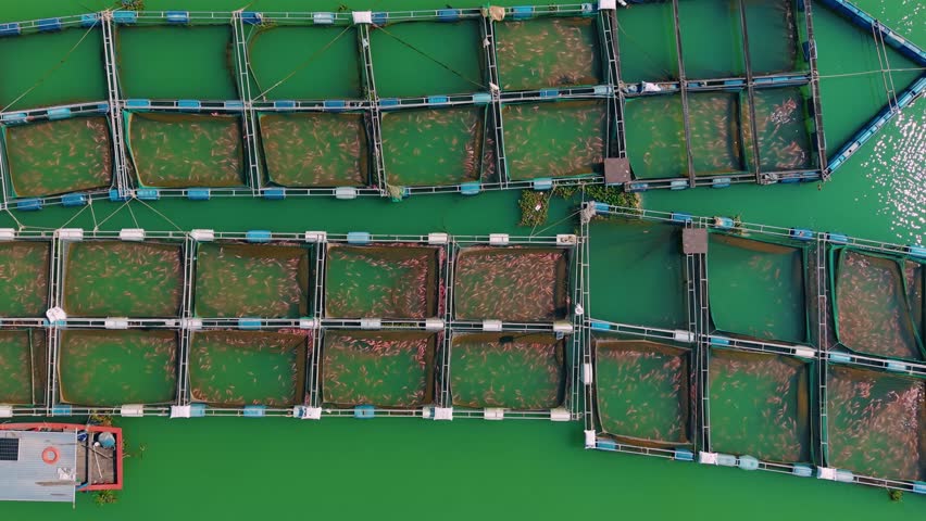 Red tilapia swim on net fish farm aquaculture pisciculture, Aerial view.