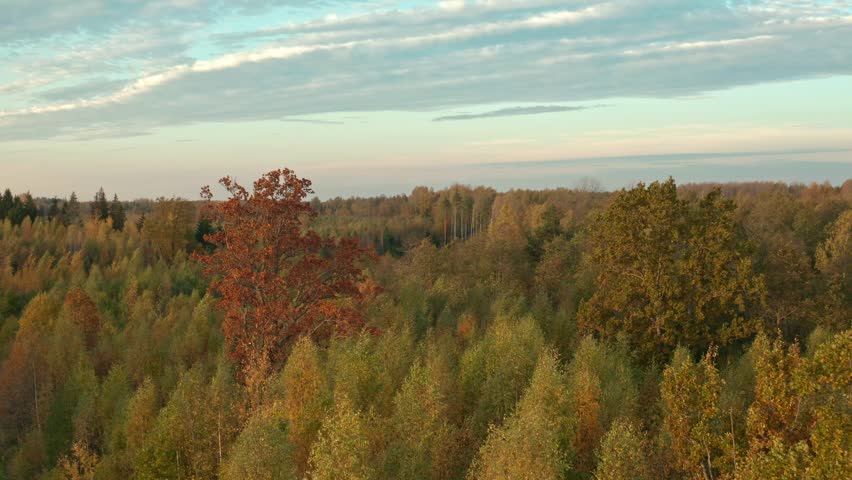 Aerial View of Autumn Forest
