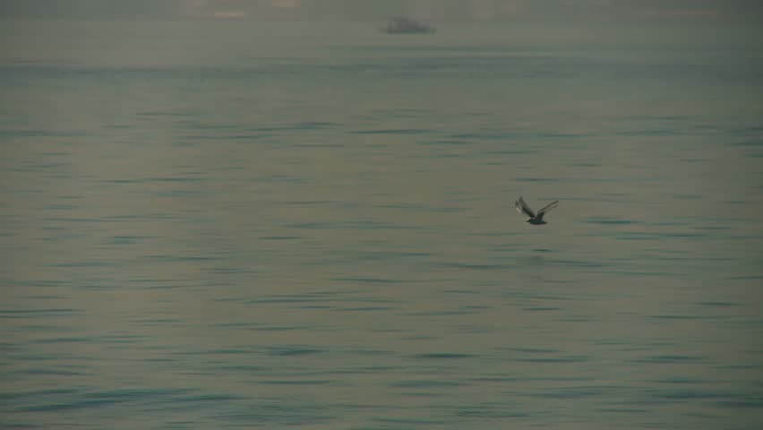 Seagull Flying Low Over a Calm Sea