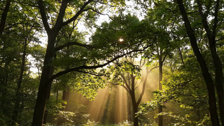 Sunlight beams shining through trees in a misty forest