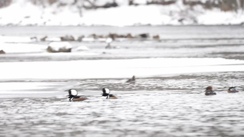 Hooded merganser ducks slowly approch a female during a winter courtship display, circling and bobbing on icy water.
