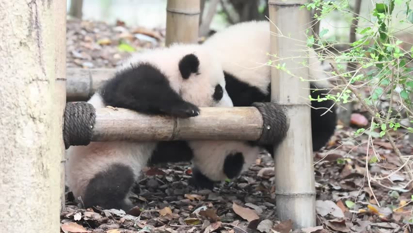 Two Little Pandas playing fighting on the Yard, Chengdu Panda Base, China