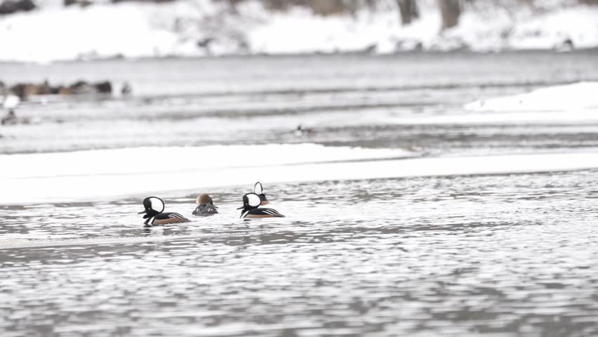 Hooded merganser ducks gather on icy water in winter, with males surrounding a female as the courtship display winds down
