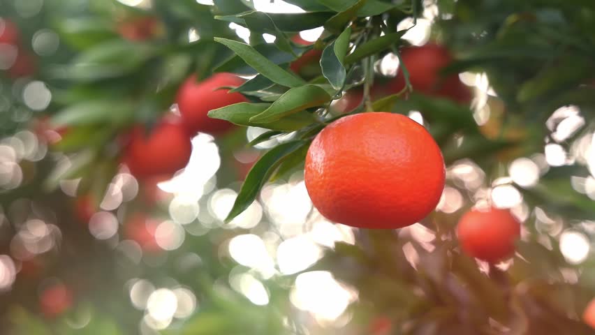 Ripe mandarins hang on a citrus tree with creamy bokeh and shallow depth of field in a sunny orchard. Shot wide aperture for cinematic blur, organic harvest and fresh produce concept