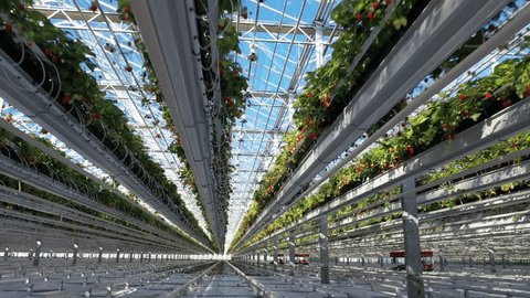 Drone Moving along Strawberry Greenhouse Corridor