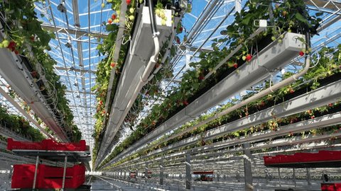 Drone Taking Off above Strawberry Plants