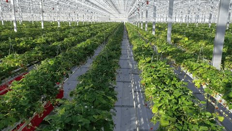 Drone Moving above Strawberry Plants Indoors