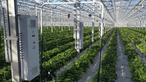 Drone Moving Sideways over Strawberry Plants