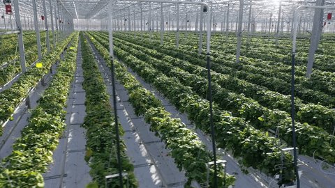 Circular Drone Flight over Strawberry Plants
