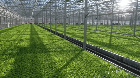 Low Drone Circling over Lettuce Seedlings