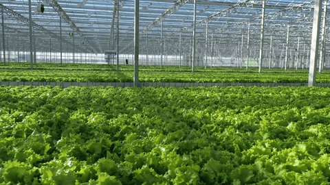 Sideways Drone Flight over Greenhouse Lettuce