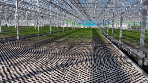 Drone Moving Forward above Greenhouse Seedlings