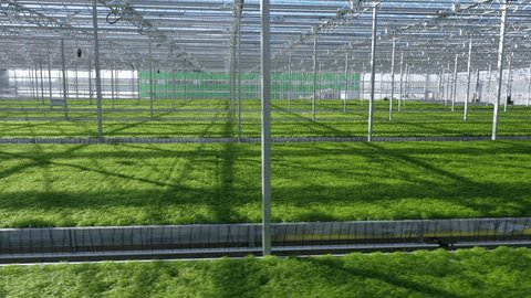 Circular Low Drone Flight over Greenhouse Seedlings