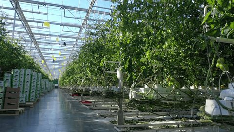 Low Drone Crossing Tomato Plants Indoors