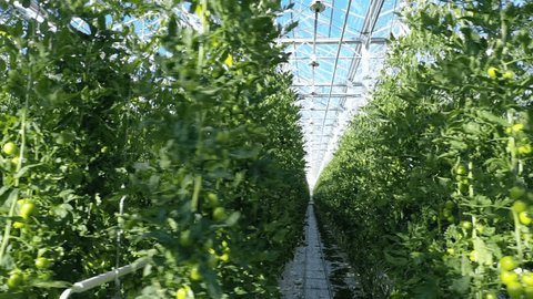 Drone Flying through Tomato Rows Greenhouse