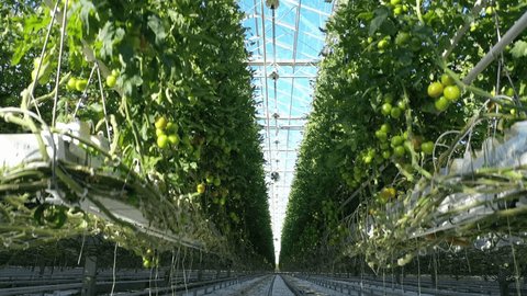 Drone Rising Between Tomato Rows Greenhouse