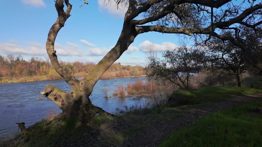 Oak tree framing a view of the American River at River Bend Park