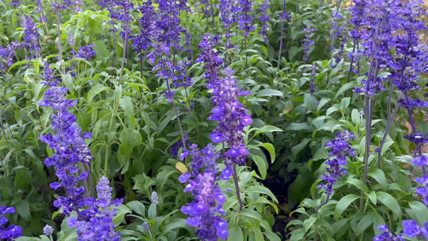 Outdoors garden surrounded by flower blossoming trees, stock footage