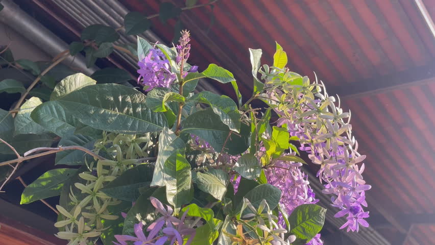 Outdoors garden surrounded by flower blossoming trees, stock footage