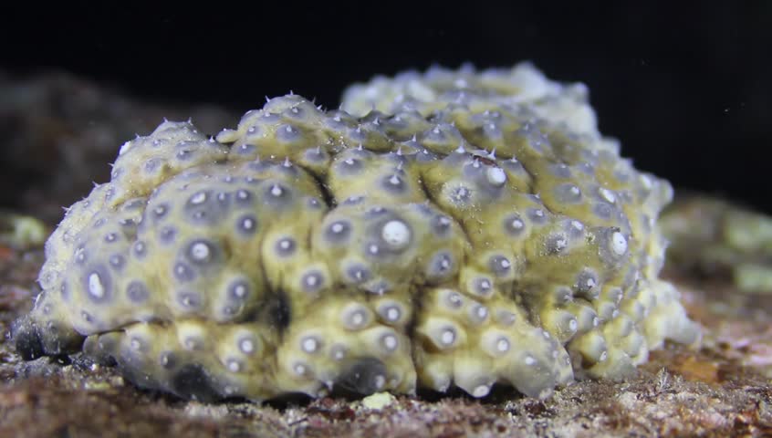 Sea cucumber on a coral reef at night