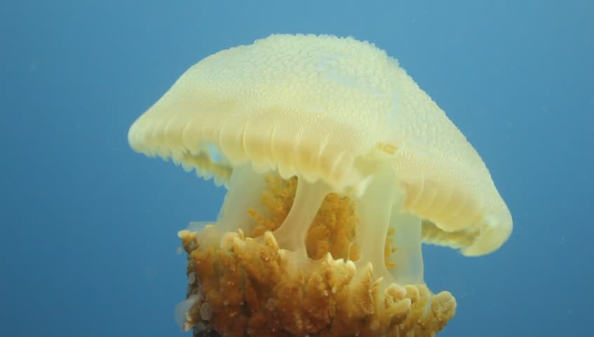 Jellyfish swims in the open water