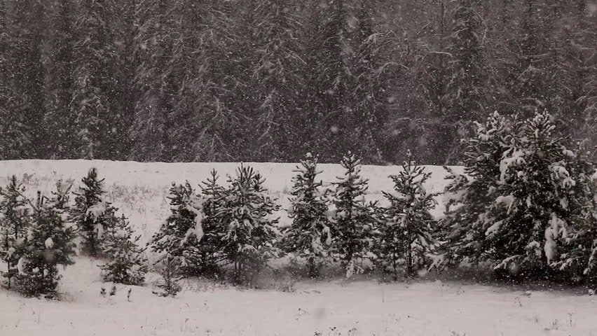 Snowing with pine trees and forest 