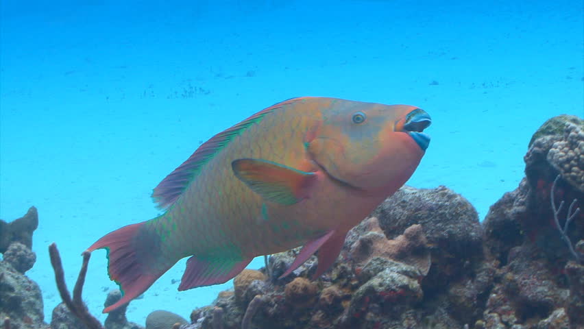 Rainbow Parrot Fish Swimming in Stock Footage Video (100% Royalty-free
