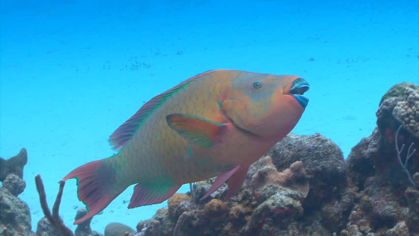 Rainbow parrot fish swimming in the Caribbean sea