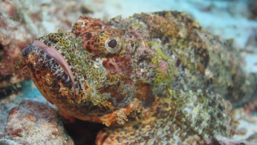 Scorpionfish underwater camouflage on a coral reef