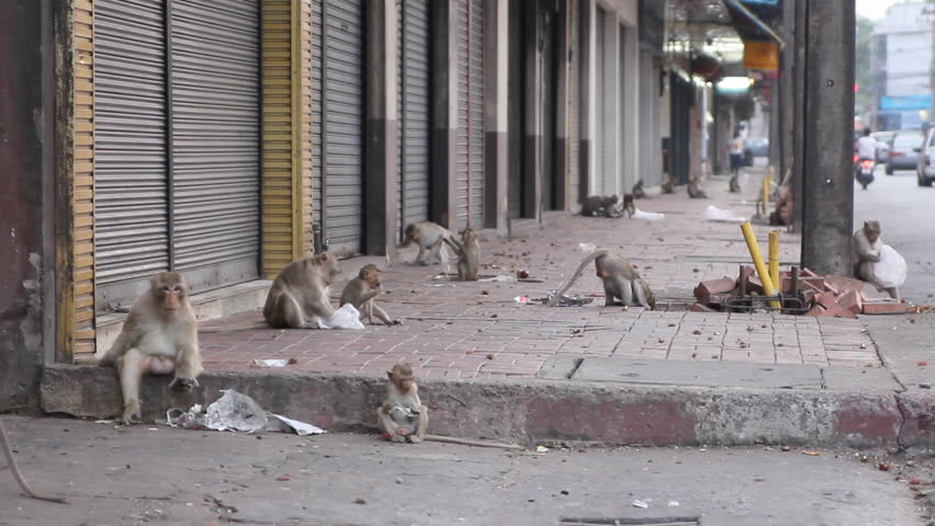 Street overrun with monkeys in Thailand