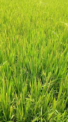 The cassava (Manihot esculenta) leaves on the edge of the rice fields swayed in the wind.